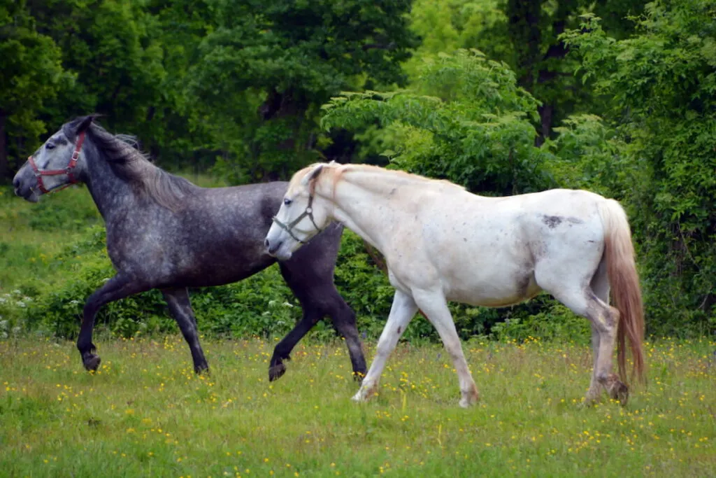 Two Lipizzan horses grazing on the green pasture