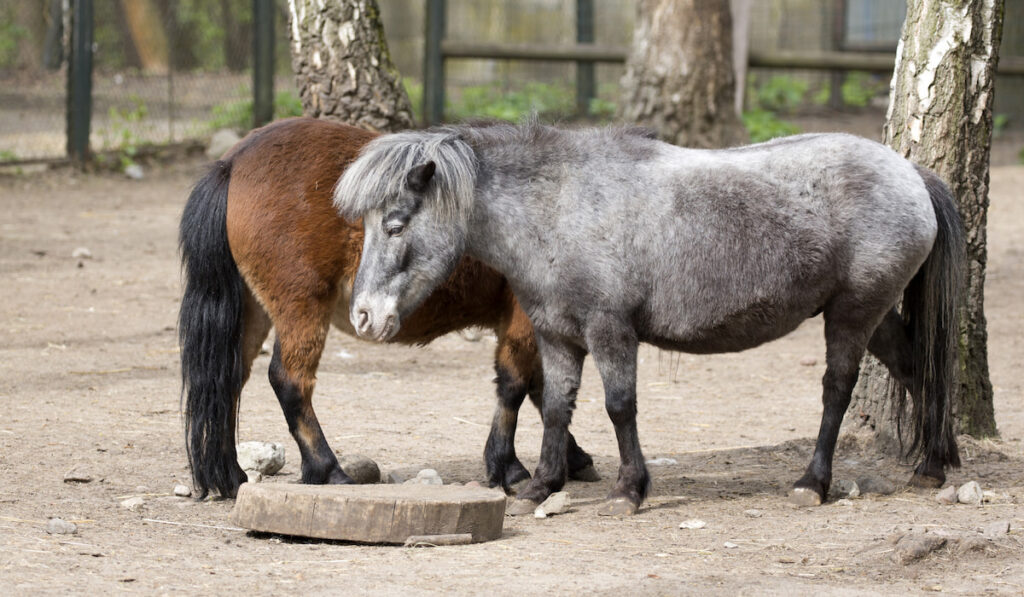 Two Ponies on the farm 