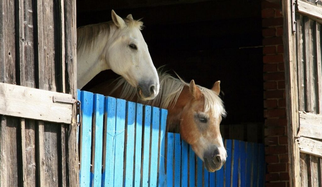 Two Retired Horse