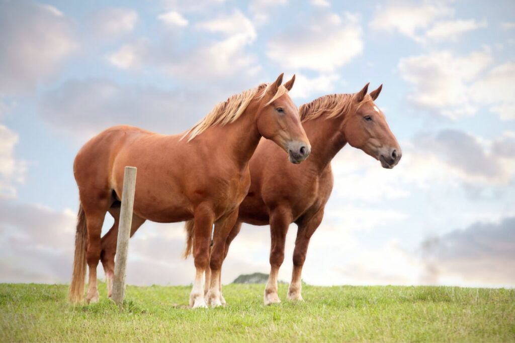 Two Suffolk Punch horse standing on a green field