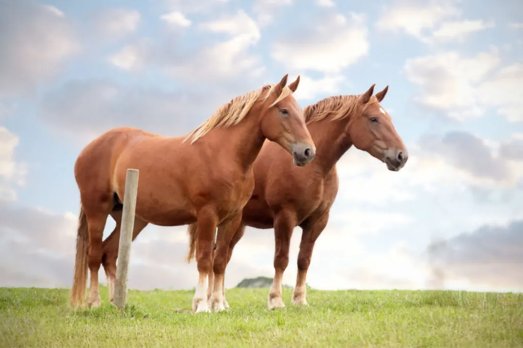 Two Suffolk Punch horse standing on a green field