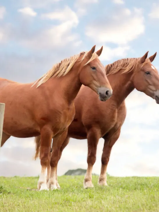 Two Suffolk Punch horse standing on a green field