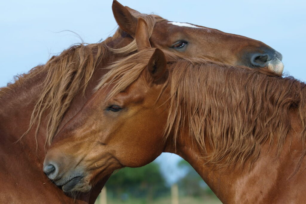 two Suffolk Punch horses 