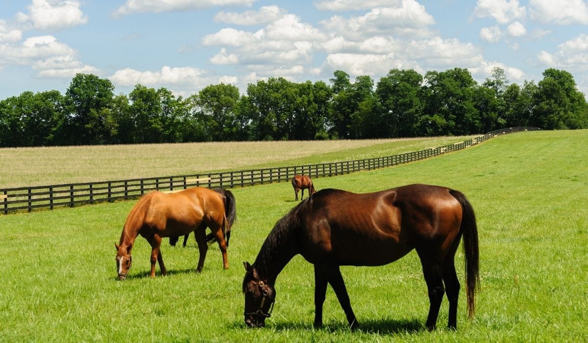 13 Ways to Put Weight on a Thoroughbred Helpful Horse Hints