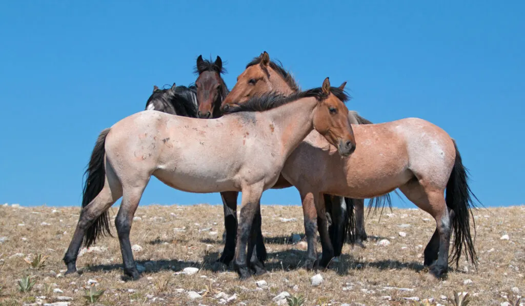 Two bay dun roan mustangs standing together