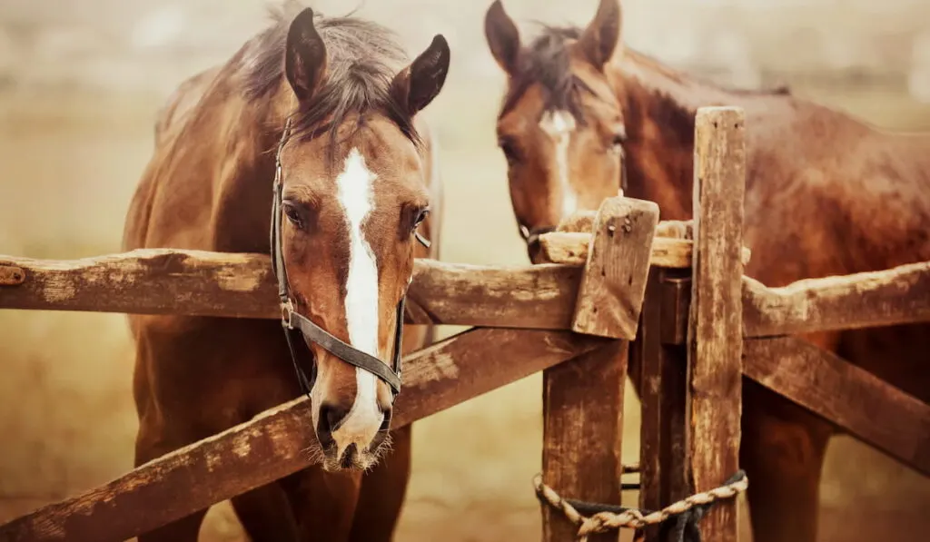 Two beautiful bay horses are standing in a paddock with a wooden fence on a farm on a summer day