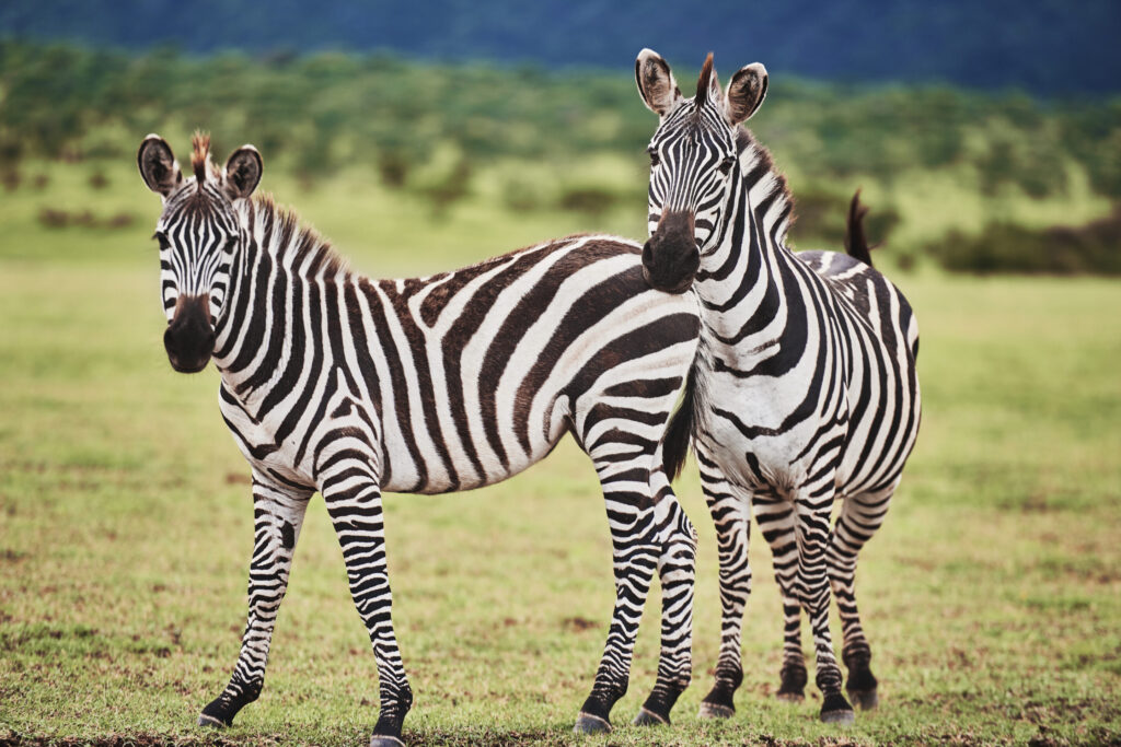 Two beautiful zebras standing on meadow