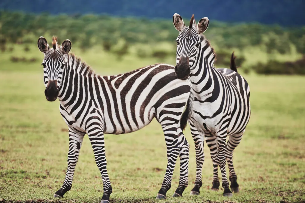 Two beautiful zebras standing on meadow