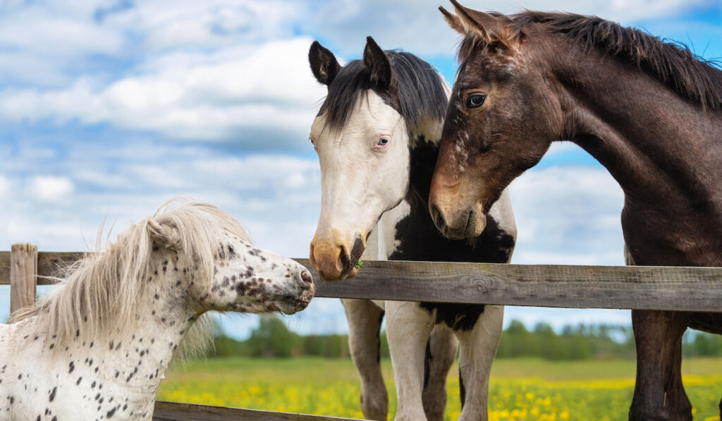 Two big horses and little appaloosa pony