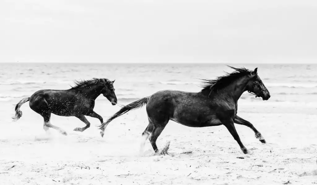 Two-brown-horses-galoping-on-the-seashore