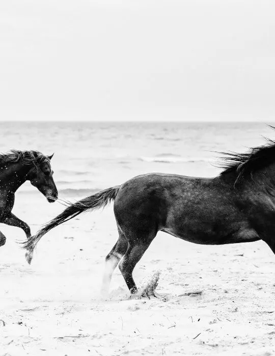 Two-brown-horses-galoping-on-the-seashore