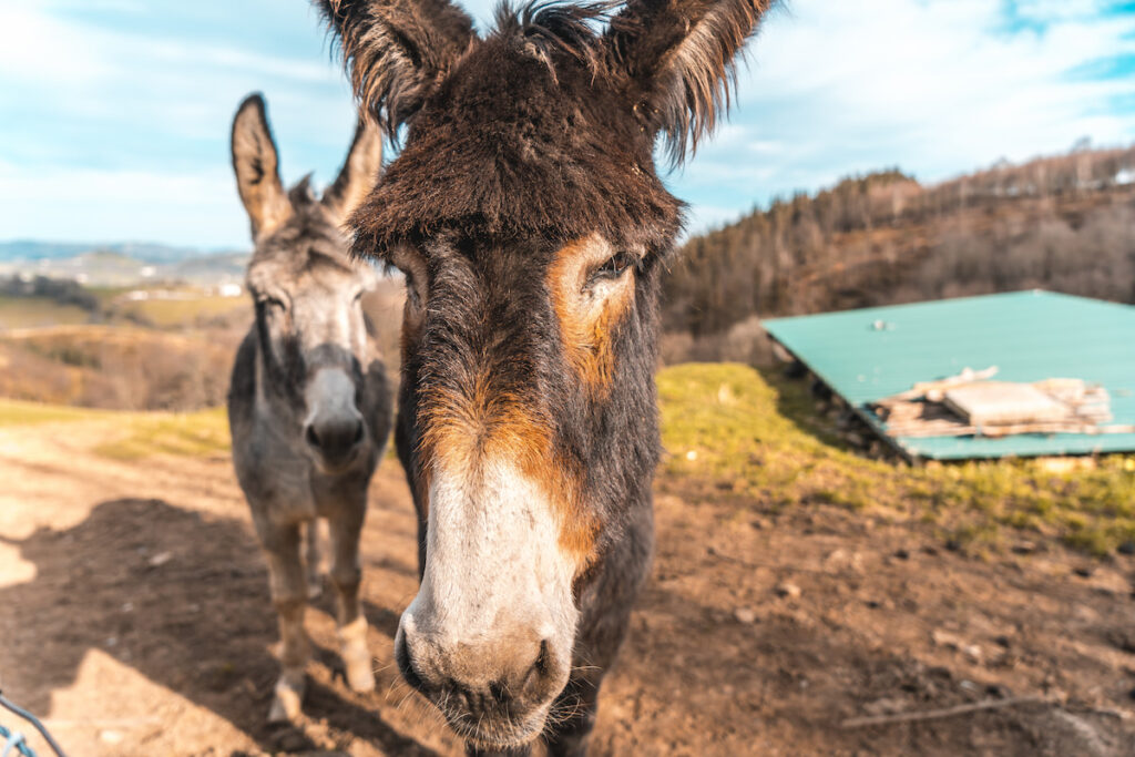 Two donkeys from Mount Adarra in Guipuzcoa