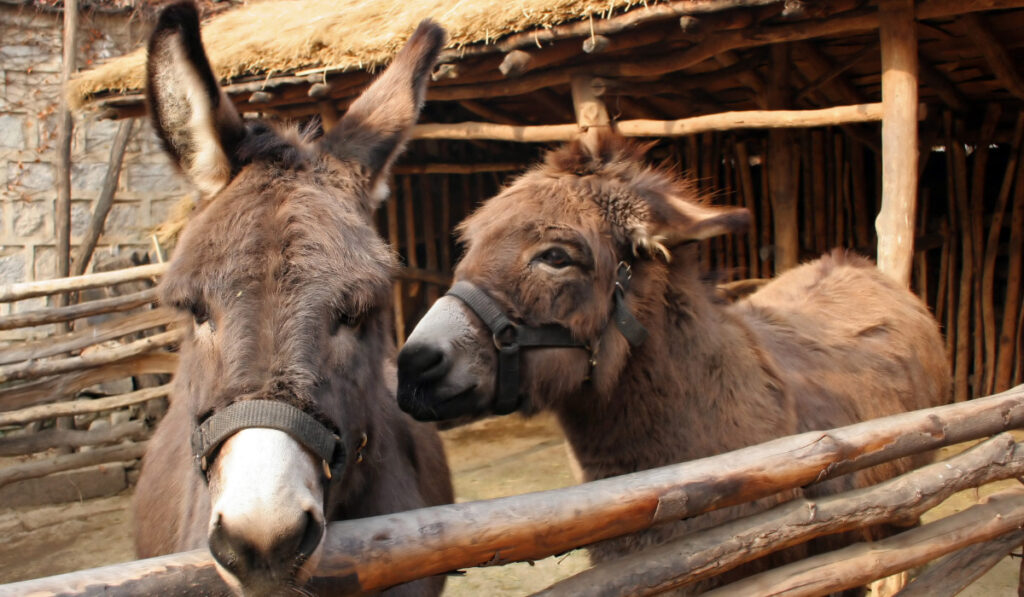 Two donkeys on the farm
