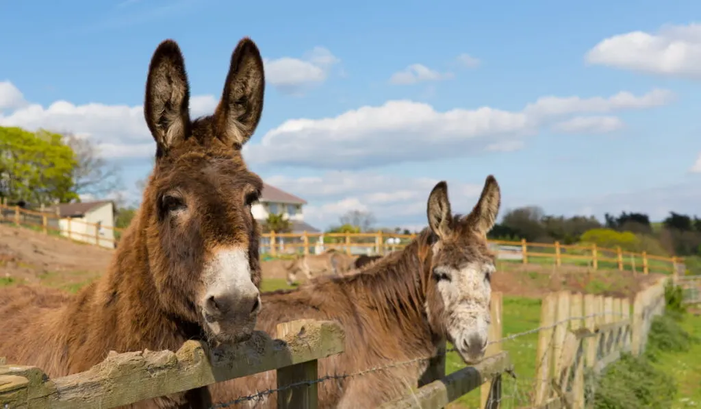 Two donkeys standing by a fence 