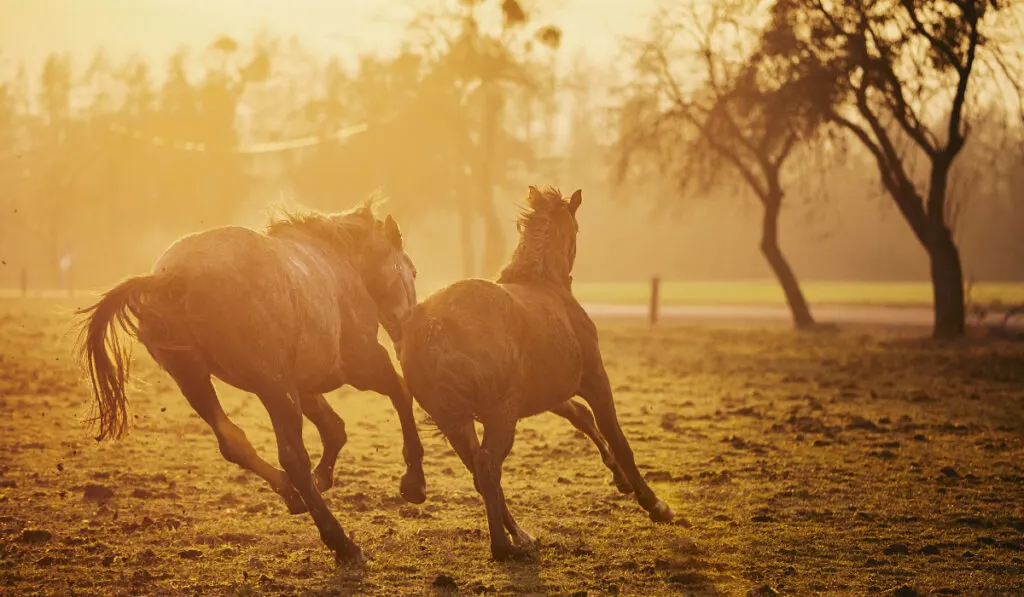 Two horses at sunset