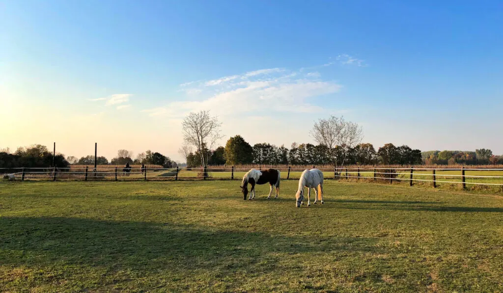 Two horses grazing at Horse ranch