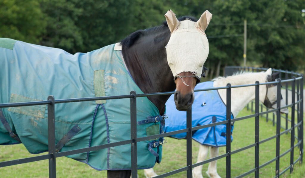 Two horses wearing a fly mask and turnout rug or blanket, UK