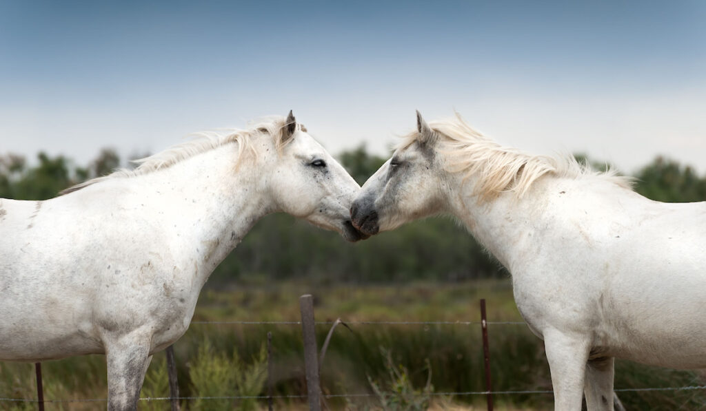 Two love each other white Camargue horses
