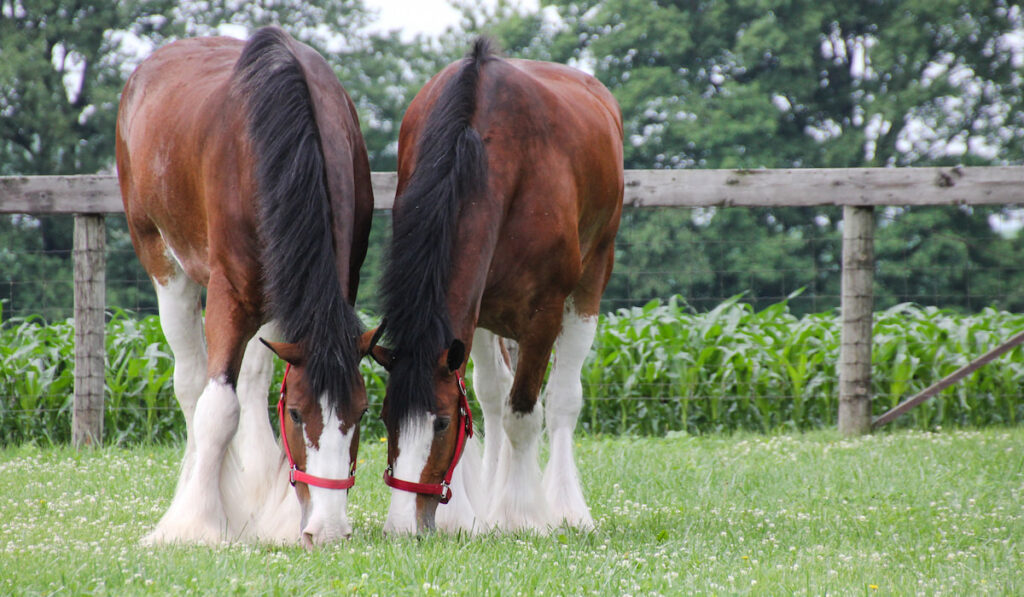 Two male Clydesdale horses grazing side by side on the farm