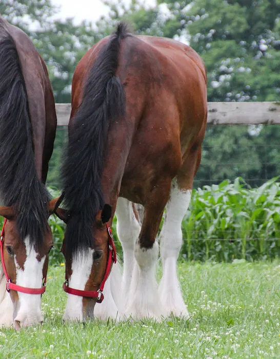 two male clydesdale horses grazing side by side on the farm