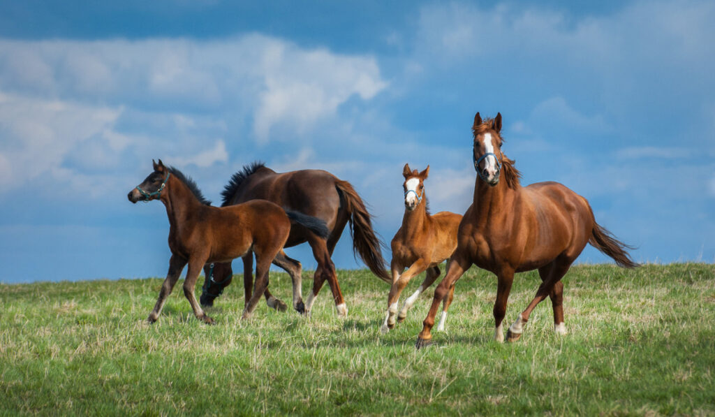 Two mares with foals on pasture