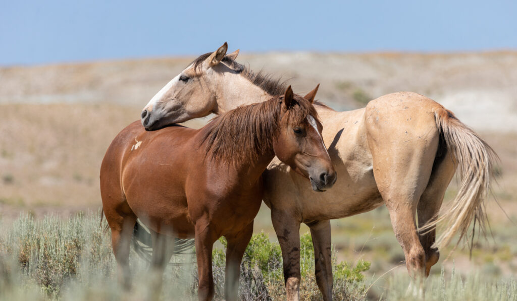 two mustang horses