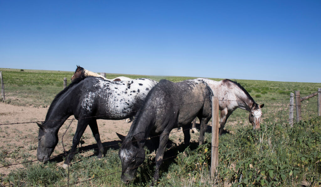 Two ponies of the americas eating grass