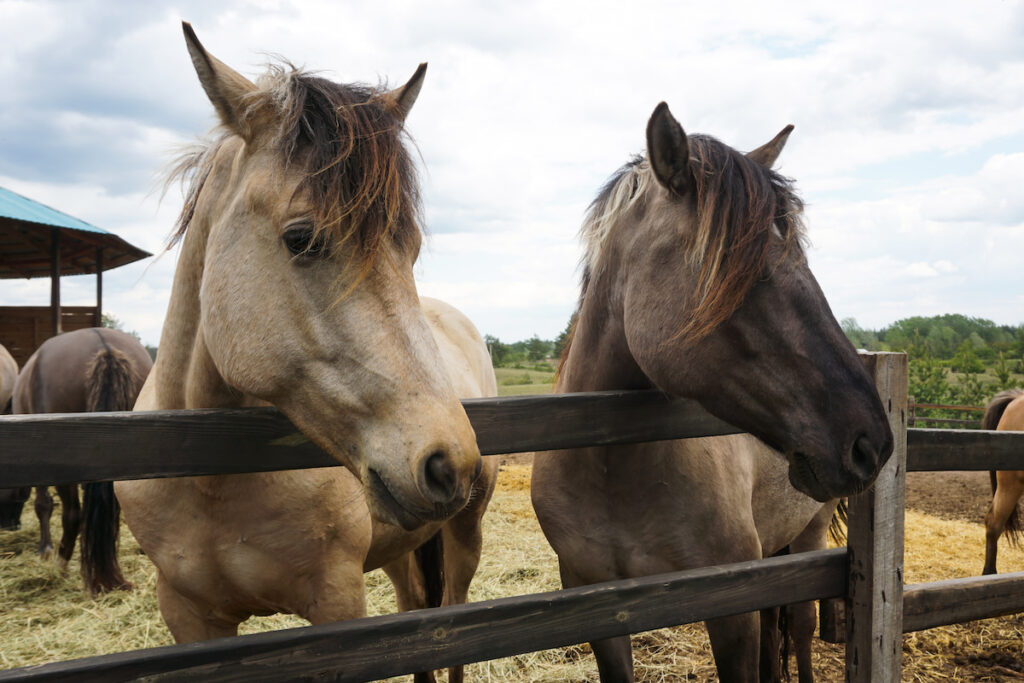 Two thoroughbred horses behind wooden fence on the farm