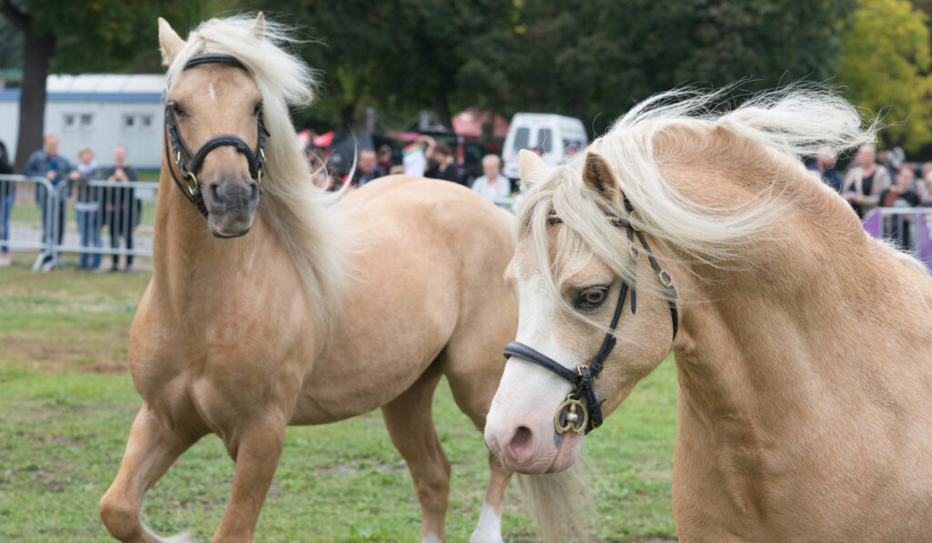 Two welsh pony cob in a competition