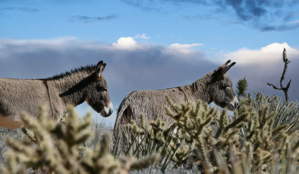 Two wild Burros