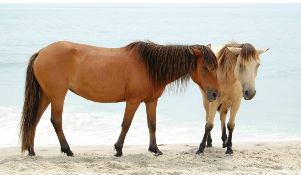 Two wild horse dun and buckskin colored at the beach