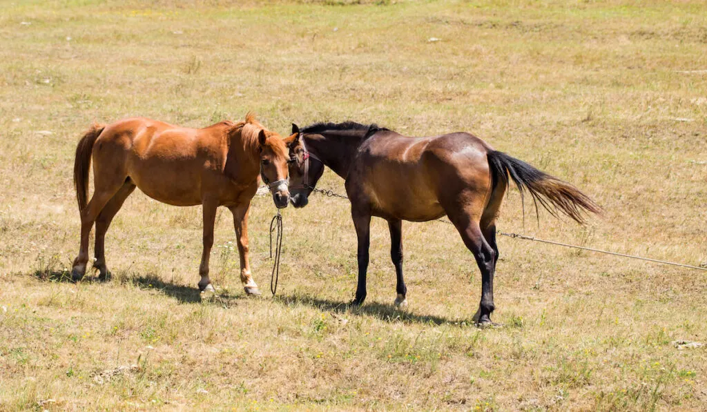 Two young embracing horses on the pasture.