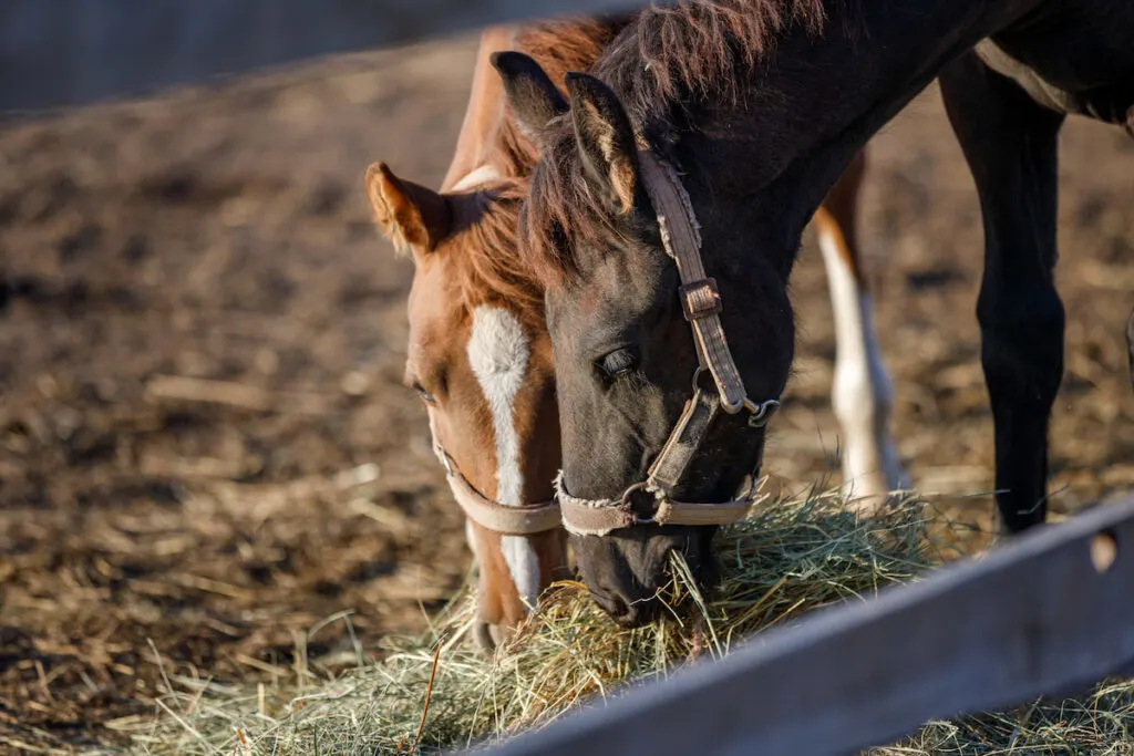 Two young horses eating hays in a farm