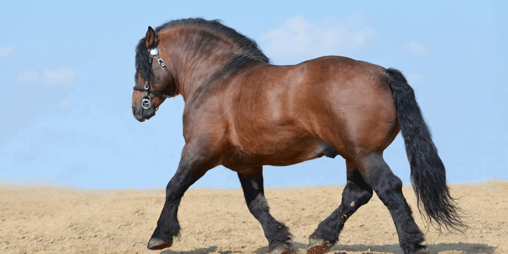 Ardennes horse running in the farmyard