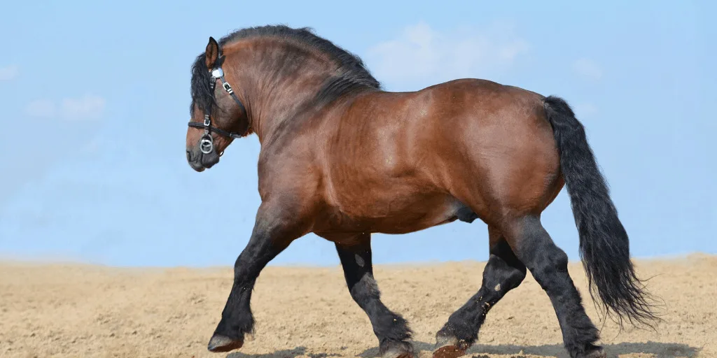 Ardennes horse running in the farmyard