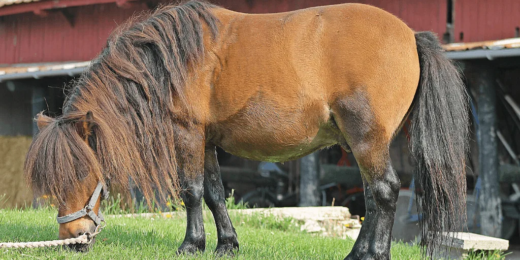 Brown pony grazing on grass on the farm