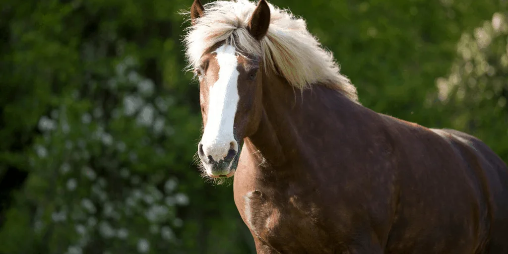 Draft horse with white mane standing on nature background