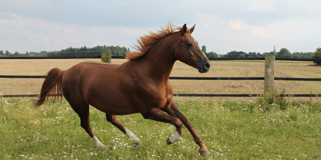 How Many Acres Do You Need For A Horse? Helpful Horse Hints