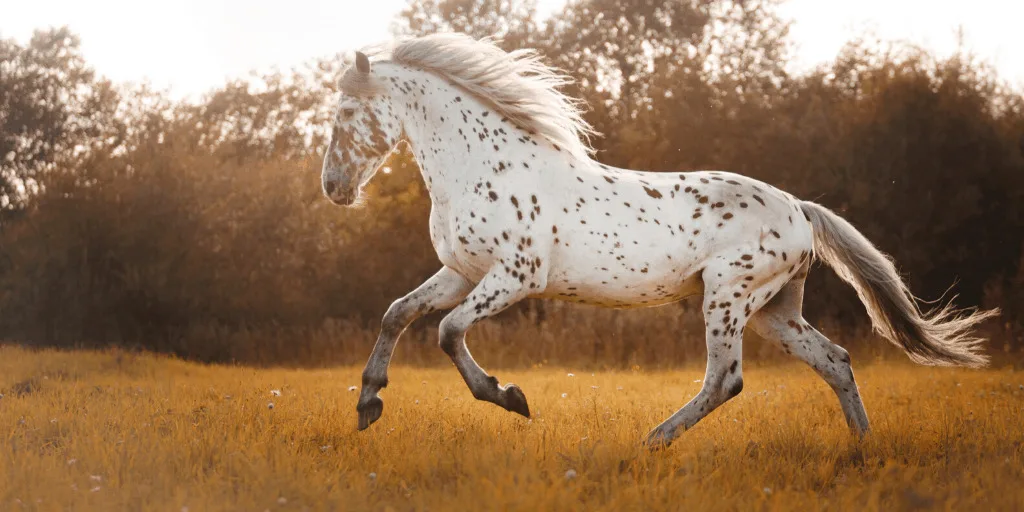 Warmblooded Horse galloping on sunset time