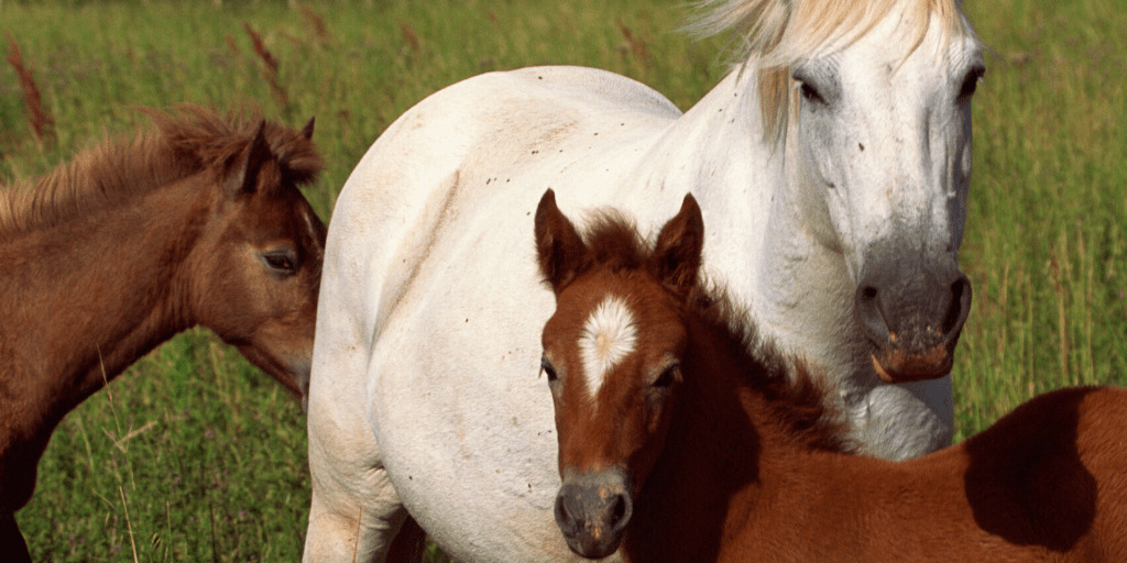 Are Horses Ruminants? No, But They Do Have Interesting Digestion - Helpful Horse Hints Are Horses Ruminants? No, But They Do Have Interesting Digestion - Helpful Horse Hints