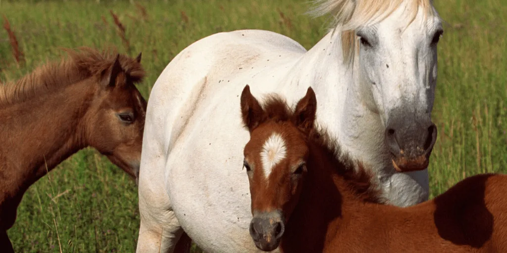 White Horse and young brown horses in meadow