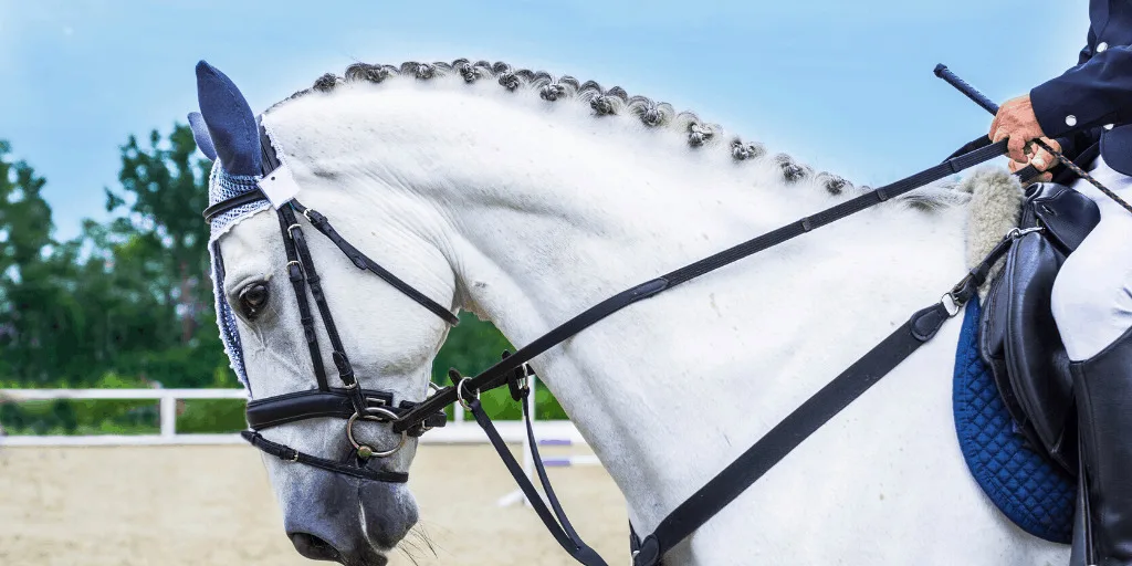 White horse with trainer riding on it in the paddock