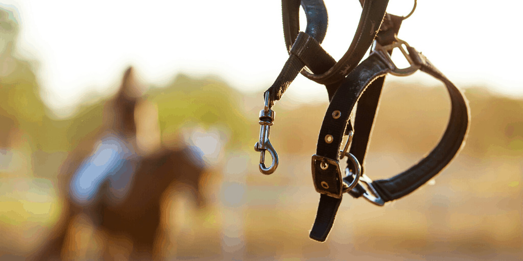 Horse Halter against blurry background