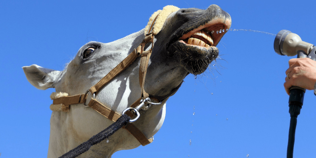 water hose spray spraying water on horse's mouth