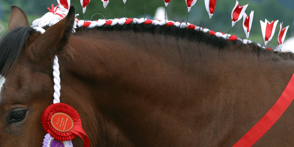 Horse wearing Decorative Show Halter