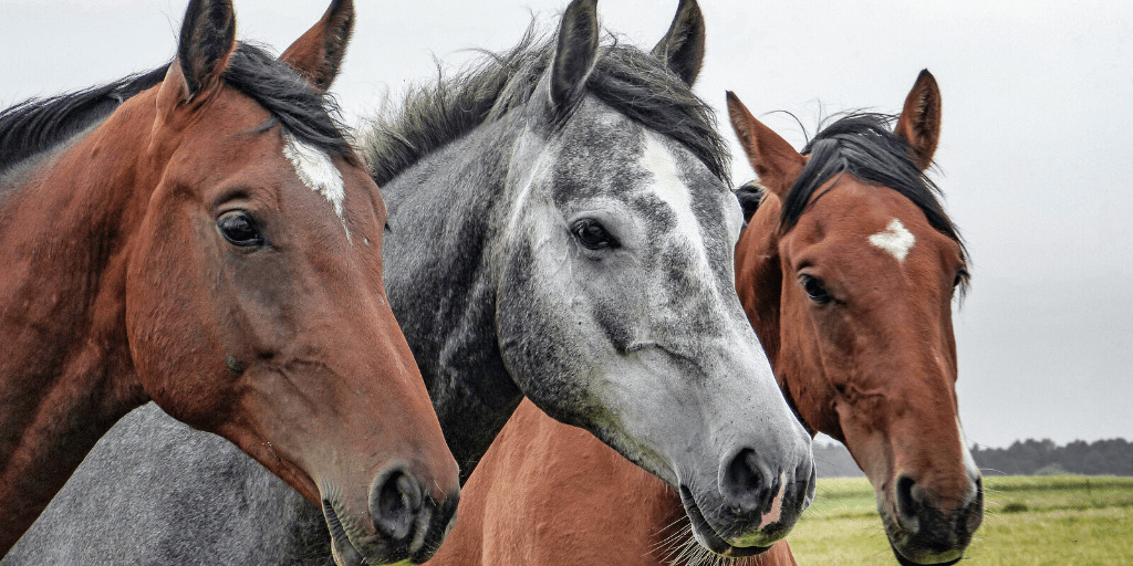 Three different color horses in farmyard