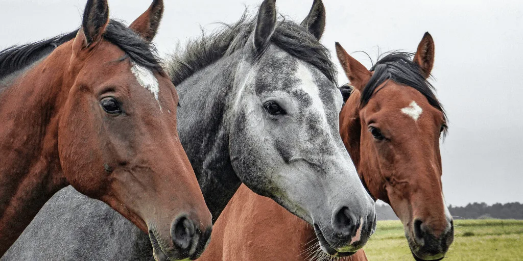 Three different color horses in farmyard