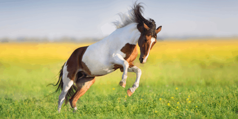 List Of 40 Horse Breeds W Pictures Description Registry Links Helpful Horse Hints