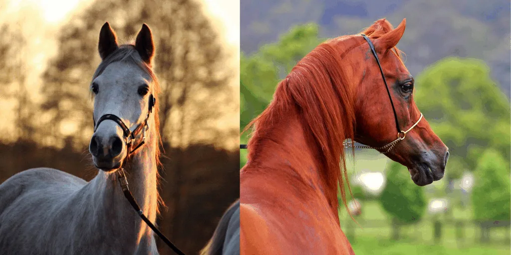 Two horses wearing flat and rolled horse halters