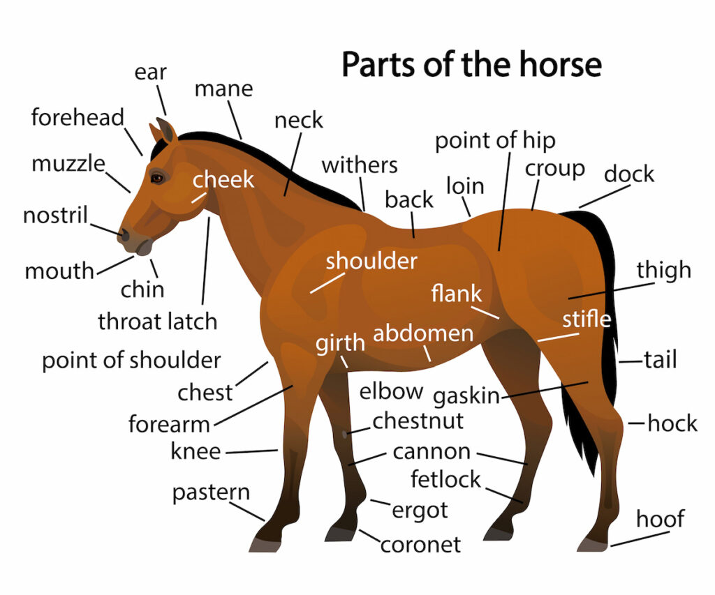 Vector anatomy poster veterinarian illustration with title parts of the horse